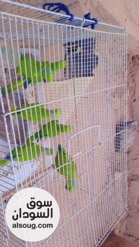 طيور ببغاء دره أفريقيه في بورتسودان - صورة رقم 1