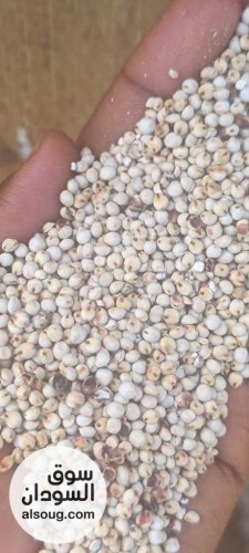  شركه فال لاند التجارية للبيع محاصيل سودانيه خام   - صورة رقم 7