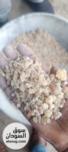  شركه فال لاند التجارية للبيع محاصيل سودانيه خام   - صورة رقم 3