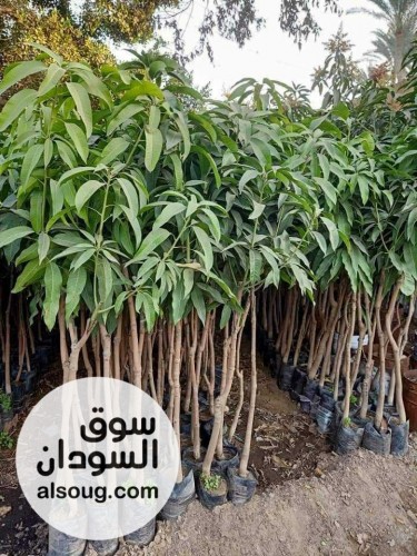 شتول منقه وورد  - صورة رقم 1