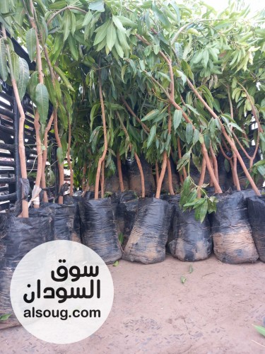 شتول منقه وورد  - صورة رقم 3