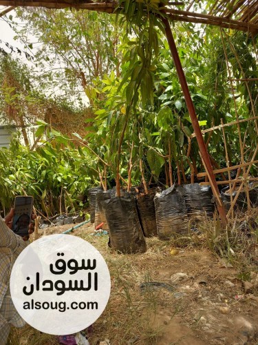 شتول منقه وورد  - صورة رقم 4