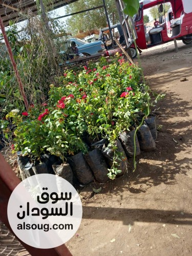 شتول منقه وورد  - صورة رقم 2
