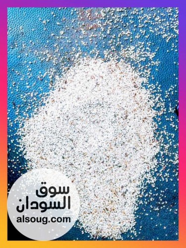 متوفر سمسم ابيض سوداني كميات كبيرة تصدير تسليم ميناء بورتسودان - صورة رقم 3