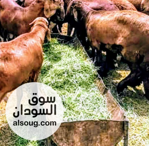 متوفر خرفان حمرى عومر سنه جدع تربيه ساعي وزن 34كيلو - صورة رقم 3