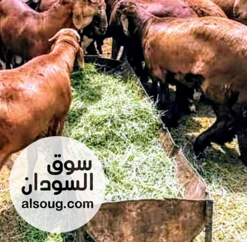 متوفر خرفان حمرى عومر سنه جدع تربيه ساعي وزن 34كيلو - صورة رقم 2