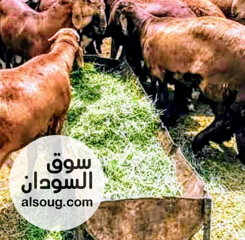 متوفر خرفان حمرى عومر سنه جدع تربيه ساعي وزن 34كيلو - صورة رقم 1