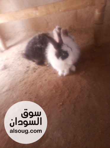 ارانب بلدية لون ابيض بي اسود - صورة رقم 1