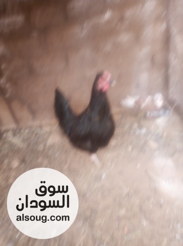 دجاج بلدي السعر الجدادة 8 - صورة رقم 1