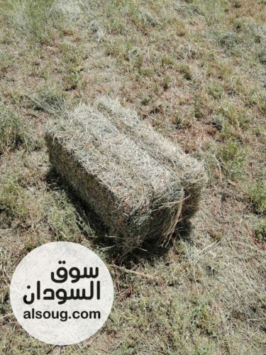 برسيم مضغوط درجة اولى صادر - صورة رقم 2