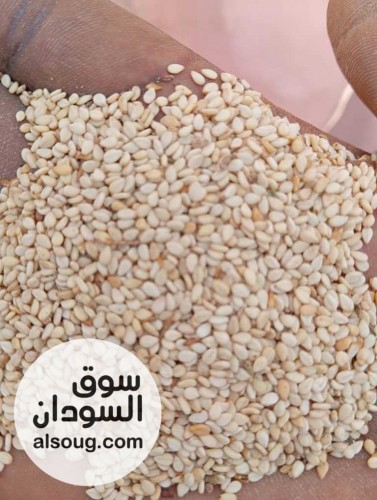 متوفر سمسم انتاج النيل الابيض 520 قنطار - صورة رقم 2