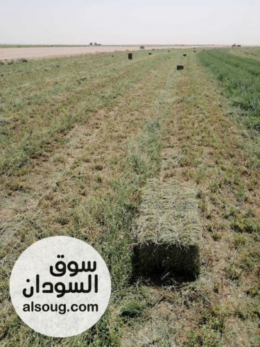 برسيم مضغوط درجة اولى - صورة رقم 1