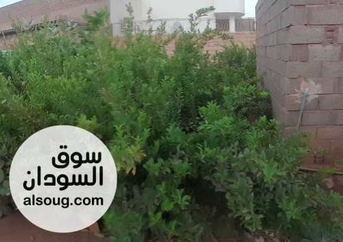 أشجار ليمون شتول ليمون و صبار الالوفيرا - صورة رقم 1