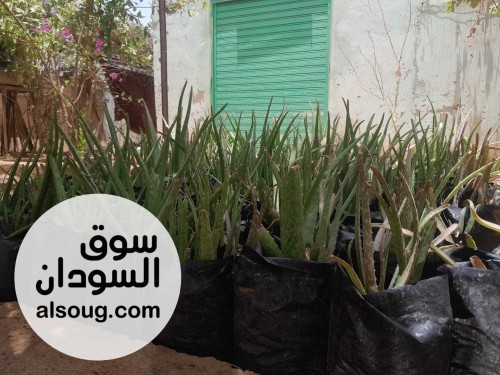 أشجار ليمون شتول ليمون و صبار الالوفيرا - صورة رقم 3