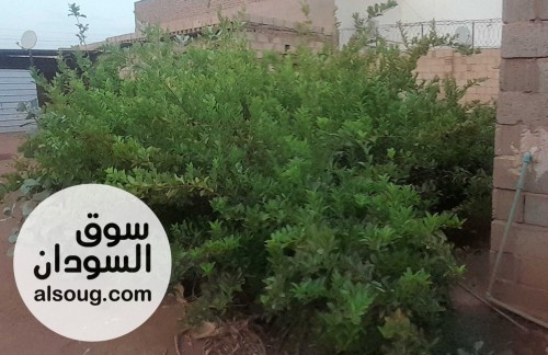 أشجار ليمون شتول ليمون و صبار الالوفيرا - صورة رقم 2