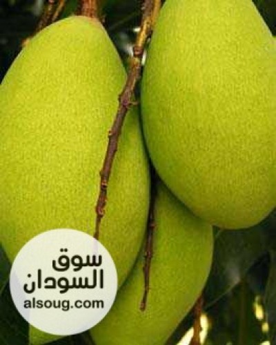 عن وجود المنقة الفرش في سوق كسلا - صورة رقم 1