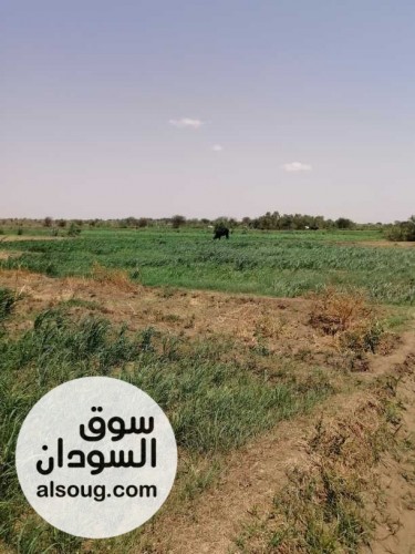 ارض زراعية خلويه 10 فدان غرب طلمبه البحار الدافيه - صورة رقم 2