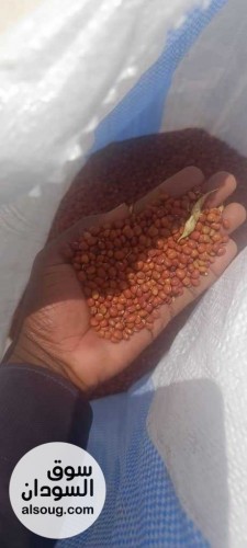  شركه فال لاند التجارية للبيع محاصيل سودانيه خام  - صورة رقم 5