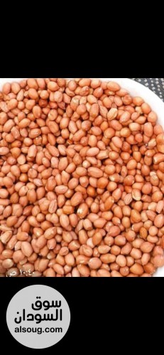300طن سمسم ابيض حلاوة منظف جاهز لصادر استلام بورتسودان مخزن  - صورة رقم 6