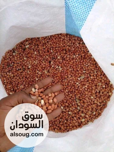 300طن سمسم ابيض حلاوة منظف جاهز لصادر استلام بورتسودان مخزن  - صورة رقم 5