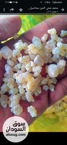 300طن سمسم ابيض حلاوة منظف جاهز لصادر استلام بورتسودان مخزن  - صورة رقم 7