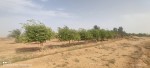 إشراف زراعي - مزارع البساتين