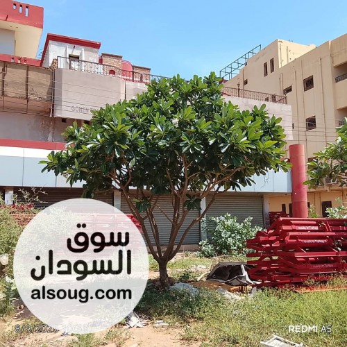 عماره استثماريه بالمعموره - صورة رقم 3