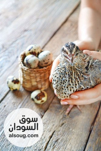 بيض سمان مخصب للتفقيس - صورة رقم 2