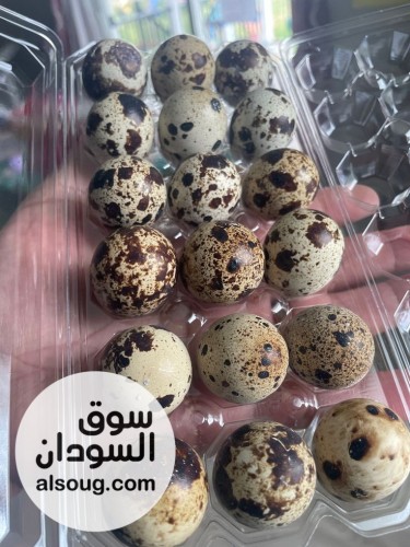 بيض سمان مخصب للتفقيس - صورة رقم 1