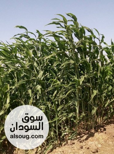 1000 فدان زراعي في منطقة قوز رجب محلية نهر عطبرة - صورة رقم 2