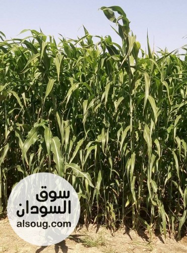 1000 فدان زراعي في منطقة قوز رجب محلية نهر عطبرة