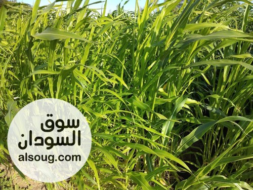 أرض زراعية للبيع المساحة 100 فدان استثمارية بأسعار هادئة و أقساط مريحة - صورة رقم 2