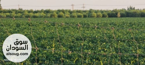 النوع سوناتا
موديل 2005
مكان المعاينة شرف النيل المايقوما
النواقص