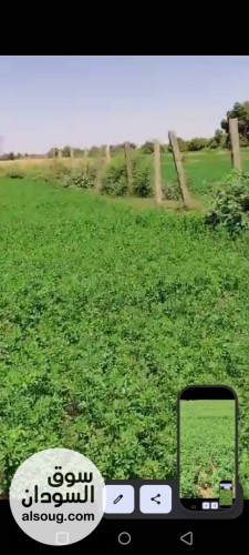 مزرعه للبيع شهاده بحث مضرب بحر