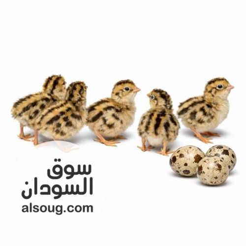 كتاكيت سمان ابيض و ملون