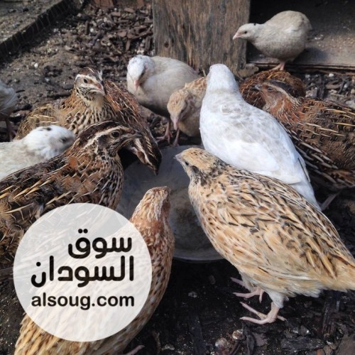 كتاكيت سمان ابيض و ملون - صورة رقم 2