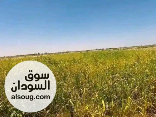 متوفر أراضي زراعيه باقساط ف نهر عطبرة