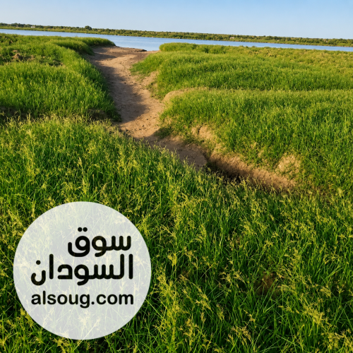 متوفر أراضي زراعيه باقساط ف نهر عطبرة - Image # 3