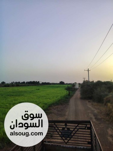مزرعه في بحري الكدرو مربوع ابو حليمه مضرب بحر - صورة رقم 3