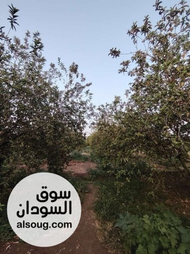 مزرعه في بحري الكدرو مربوع ابو حليمه مضرب بحر - صورة رقم 9