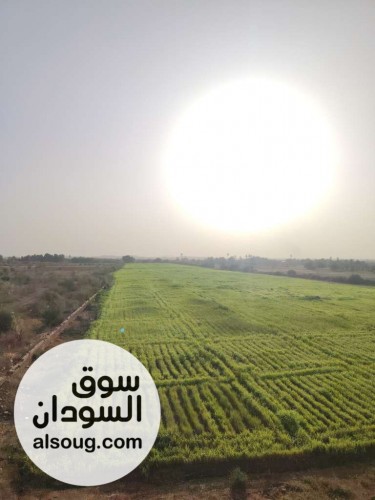 مزرعه في بحري الكدرو مربوع ابو حليمه مضرب بحر - صورة رقم 12