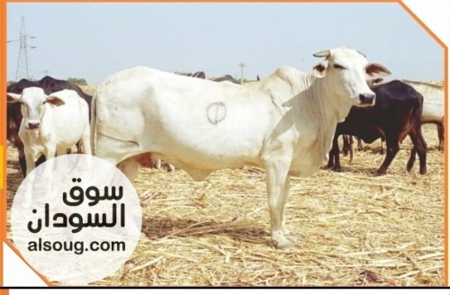 ثيران كبيرة الحجم بمنطقة القضارف - صورة رقم 2