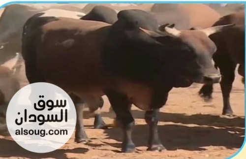ثيران كبيرة الحجم بمنطقة القضارف