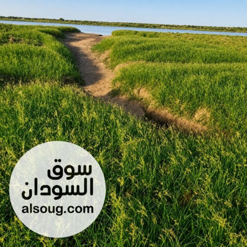 مشروع ثمار الزراعي . - صورة رقم 3