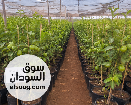Green land for Agricultural services