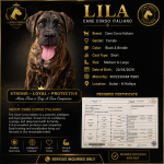 كلب Cane Corso Italiano