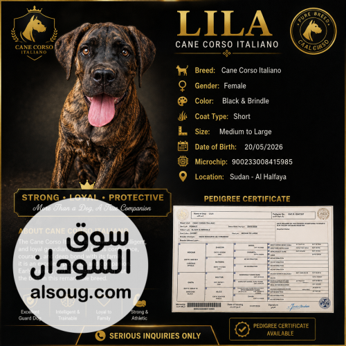 كلب Cane Corso Italiano