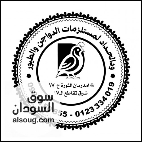 دجاج بياض هاي 6 عمر 3 شهور ونص - صورة رقم 3