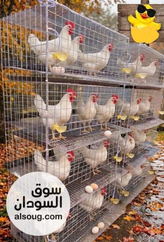 دجاج بياض هاي 6 عمر 3 شهور ونص - صورة رقم 2