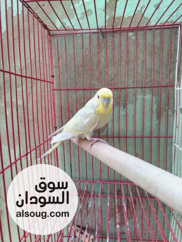 ذكر بادجي